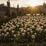 Tulipes. צבעונים לבנים